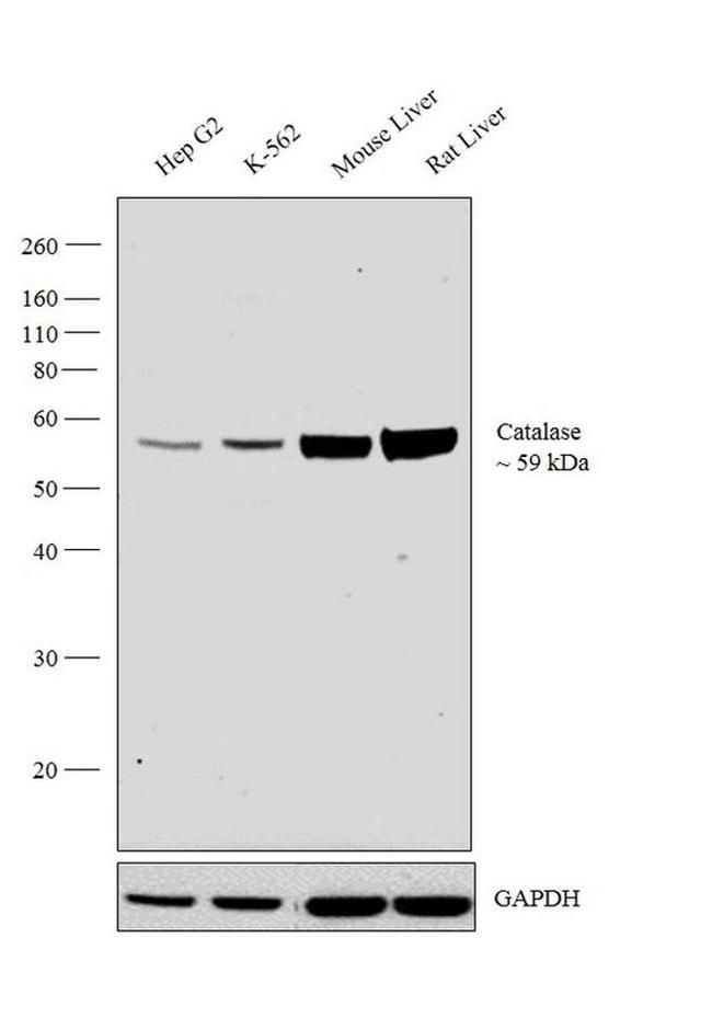 Catalase Antibody in Western Blot (WB)