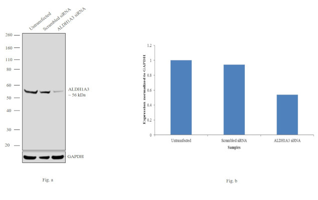 ALDH1A3 Antibody