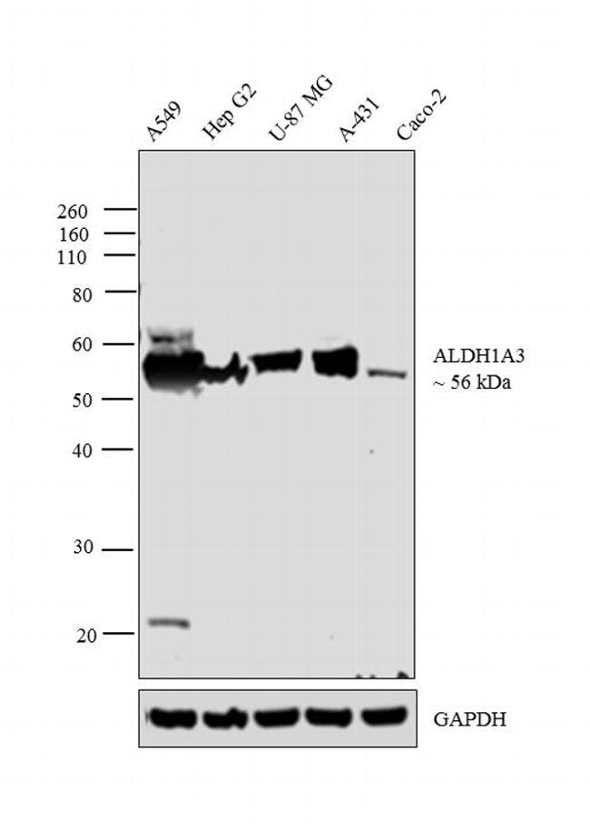 ALDH1A3 Antibody in Western Blot (WB)