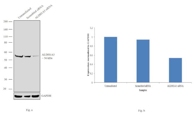 ALDH1A3 Antibody in Western Blot (WB)