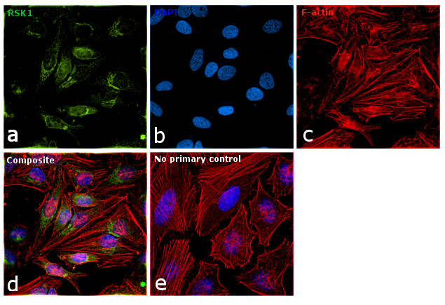 RSK1 Antibody in Immunocytochemistry (ICC/IF)