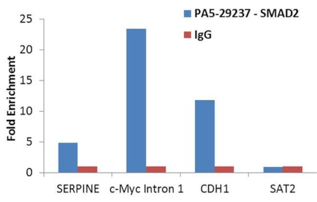 SMAD2 Antibody in ChIP Assay (ChIP)