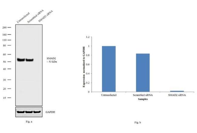 SMAD2 Antibody in Western Blot (WB)