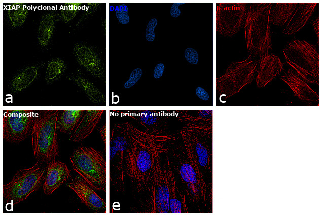 XIAP Antibody in Immunocytochemistry (ICC/IF)