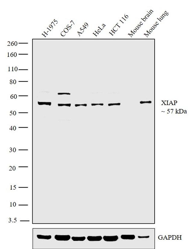 XIAP Antibody in Western Blot (WB)