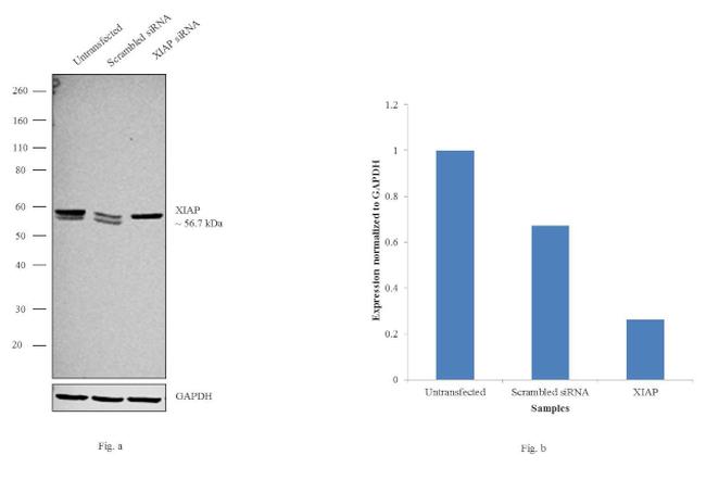 XIAP Antibody in Western Blot (WB)