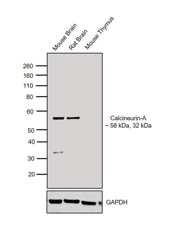 Calcineurin A Antibody in Western Blot (WB)