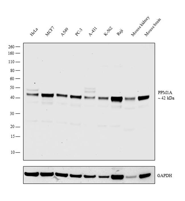 PPM1A Antibody in Western Blot (WB)