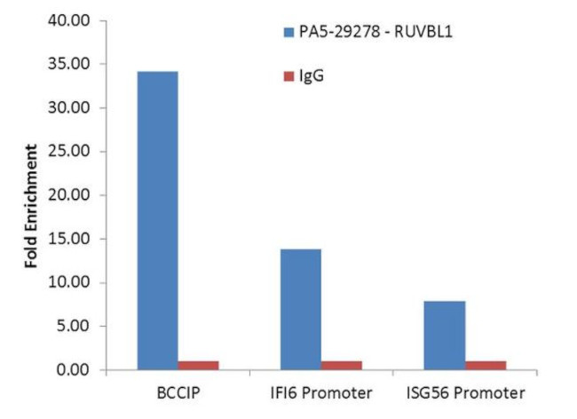 RUVBL1 Antibody