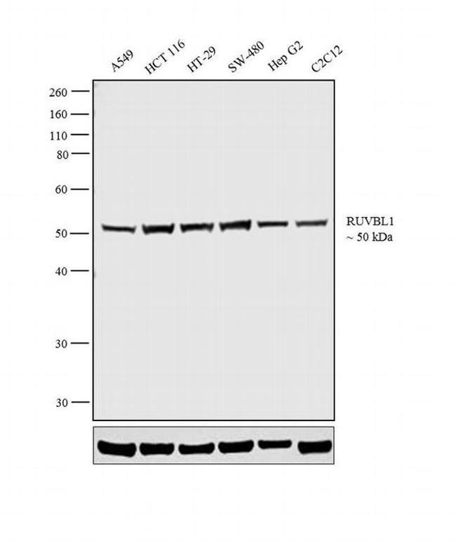 RUVBL1 Antibody in Western Blot (WB)