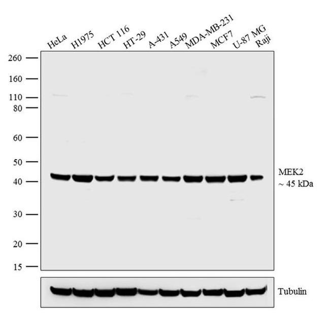 MEK2 Antibody in Western Blot (WB)