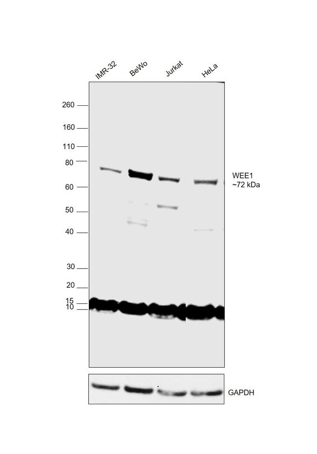 WEE1 Antibody in Western Blot (WB)