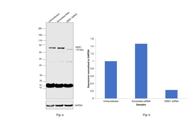 WEE1 Antibody in Western Blot (WB)