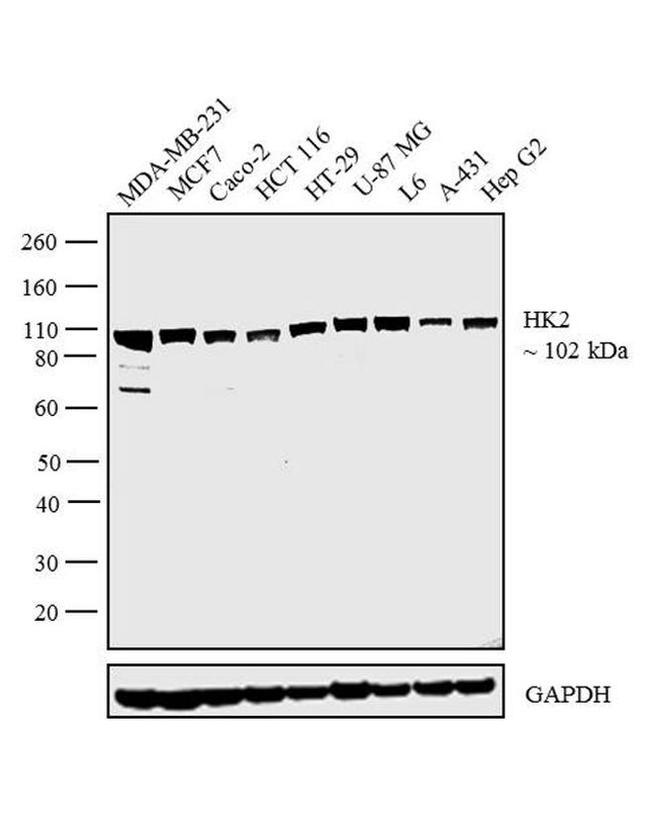 HK2 Antibody in Western Blot (WB)