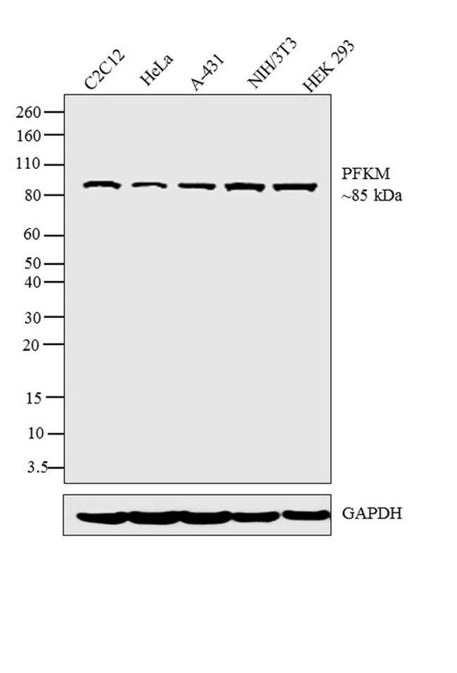 PFKM Antibody in Western Blot (WB)