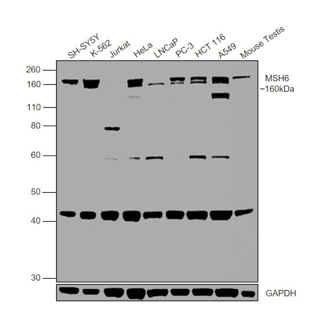 MSH6 Antibody