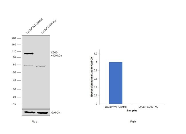 CD10 Antibody in Western Blot (WB)