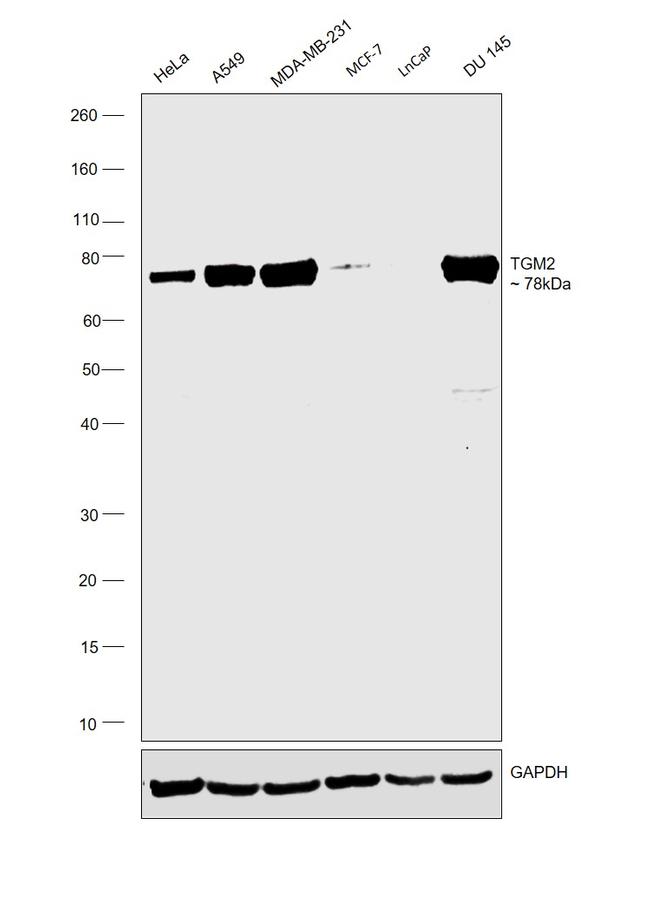 TGM2 Antibody in Western Blot (WB)