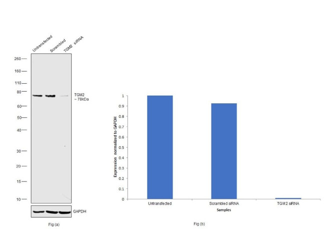 TGM2 Antibody