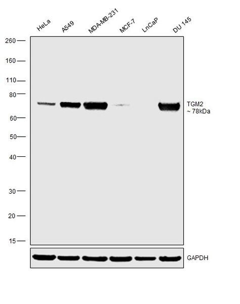 TGM2 Antibody