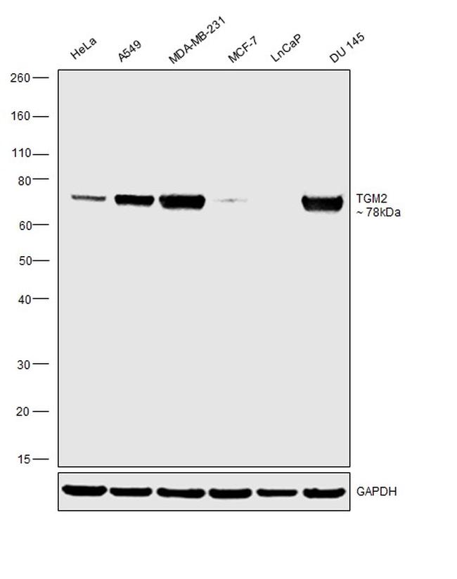 TGM2 Antibody in Western Blot (WB)