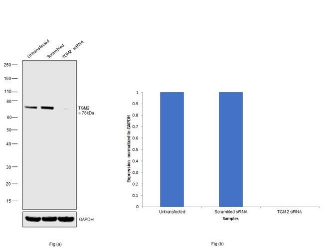 TGM2 Antibody in Western Blot (WB)