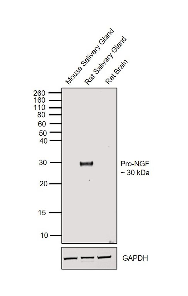 NGF Antibody in Western Blot (WB)