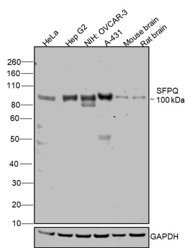 SFPQ Antibody in Western Blot (WB)