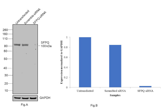 SFPQ Antibody