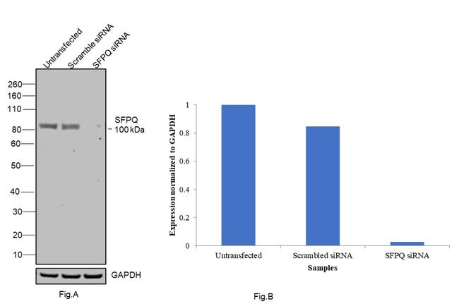 SFPQ Antibody in Western Blot (WB)