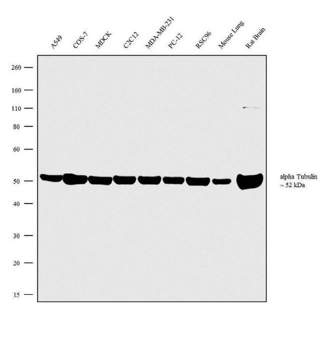 TUBA1A Antibody in Western Blot (WB)