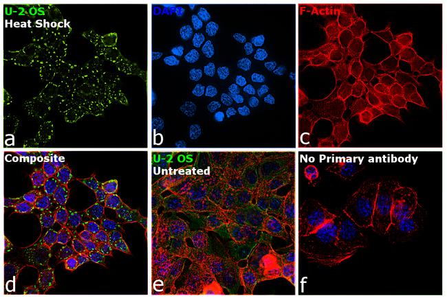 G3BP1 Antibody