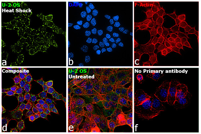 G3BP1 Antibody in Immunocytochemistry (ICC/IF)