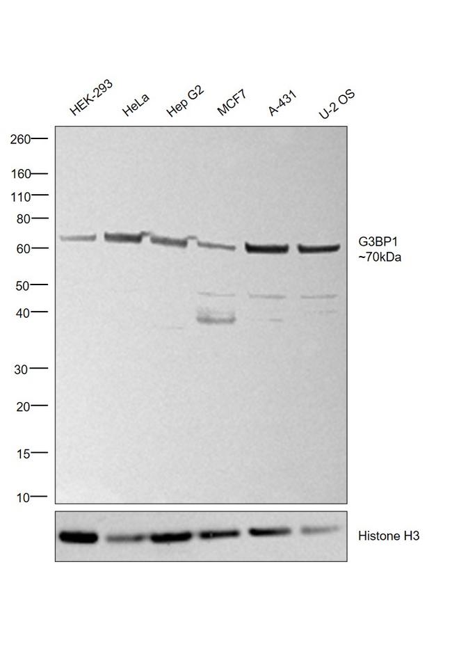 G3BP1 Antibody in Western Blot (WB)