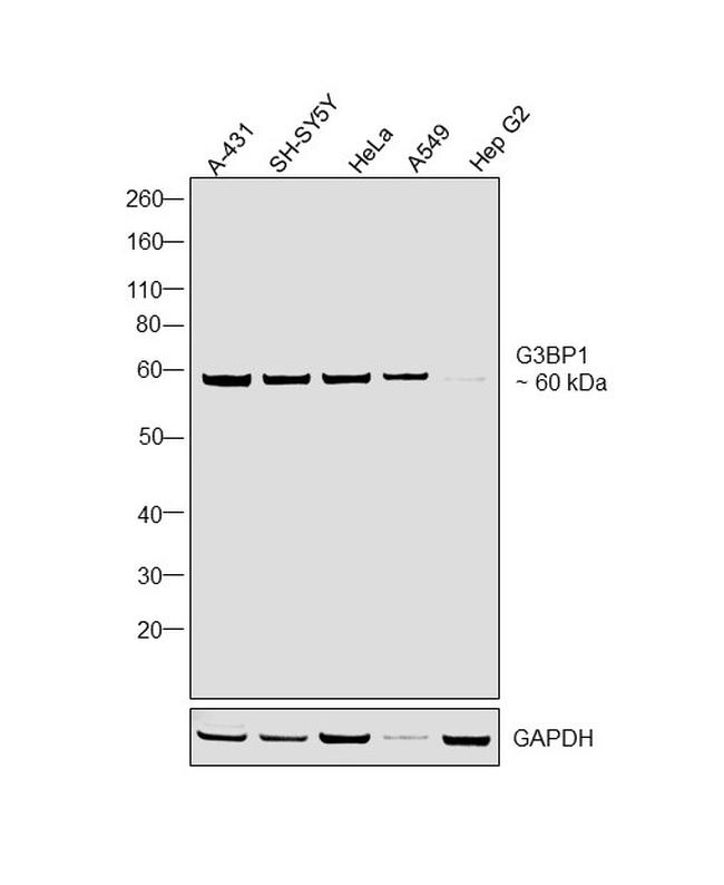 G3BP1 Antibody in Western Blot (WB)