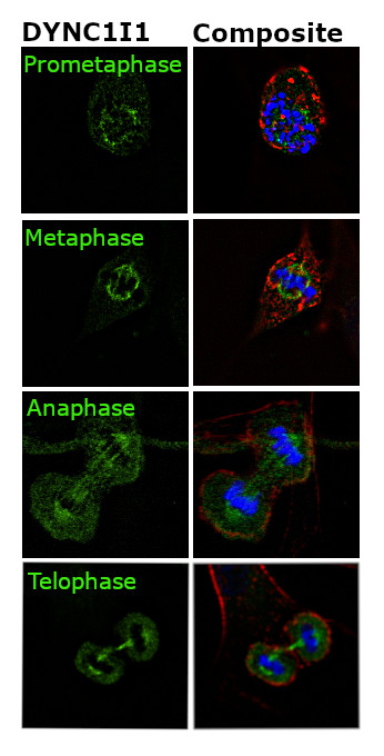 DYNC1I1 Antibody