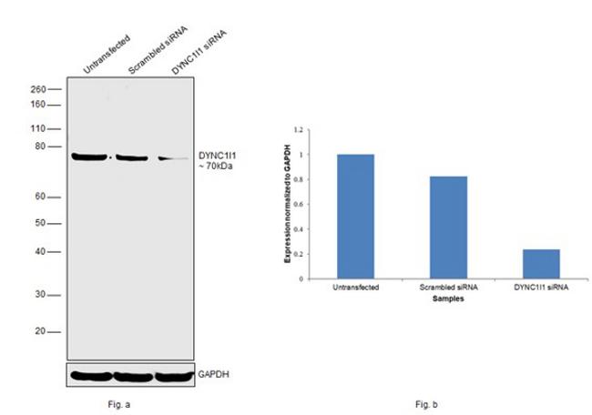 DYNC1I1 Antibody in Western Blot (WB)