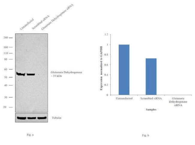 GluD1/GluD2 Antibody