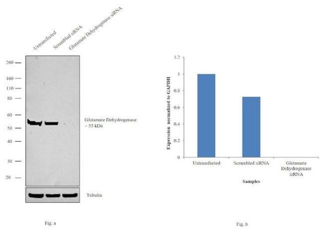 GluD1/GluD2 Antibody in Western Blot (WB)