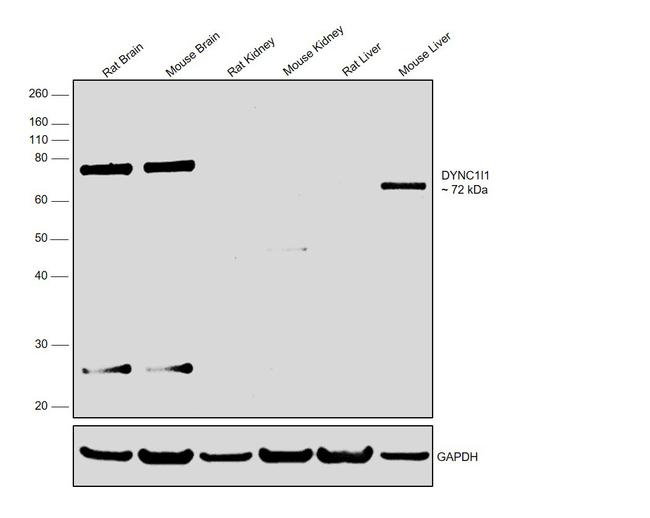 DYNC1I1 Antibody in Western Blot (WB)