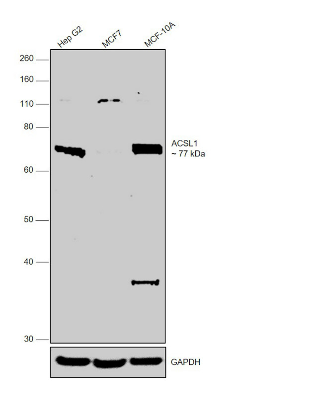 ACSL1 Antibody