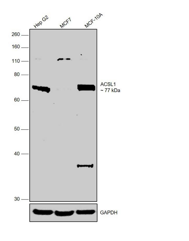 ACSL1 Antibody in Western Blot (WB)