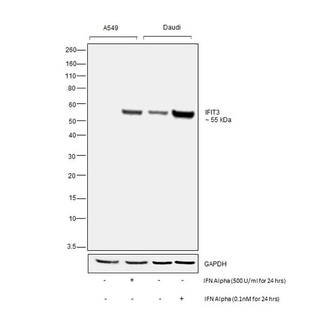 IFIT3 Antibody in Western Blot (WB)