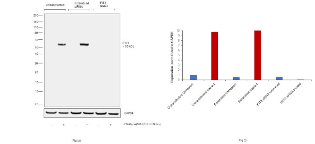 IFIT3 Antibody