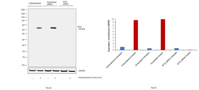 IFIT3 Antibody in Western Blot (WB)