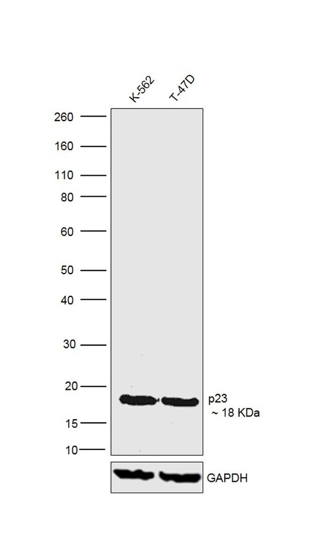 p23 Antibody in Western Blot (WB)