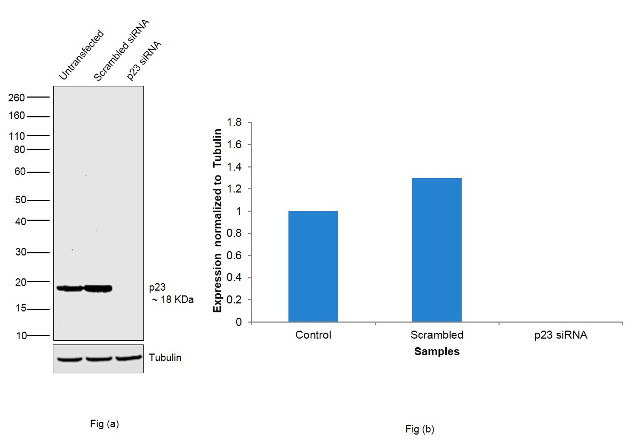 p23 Antibody