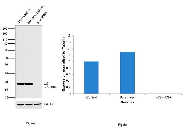 p23 Antibody in Western Blot (WB)