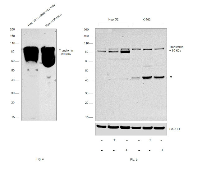 Transferrin Antibody