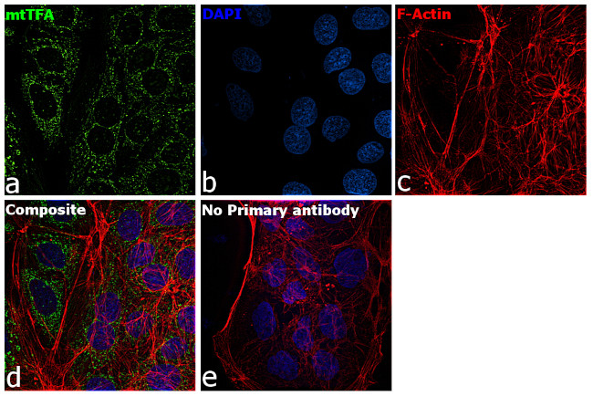 TFAM Antibody in Immunocytochemistry (ICC/IF)